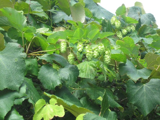 Hops 1