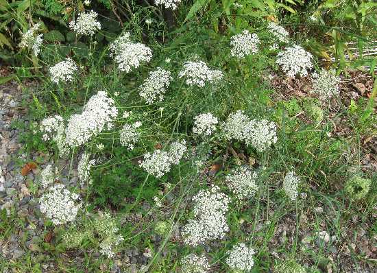 Queen Annes lace bunch