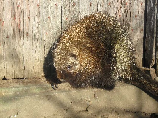 porcupine 12-4