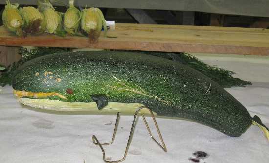 whale of a zuke '10