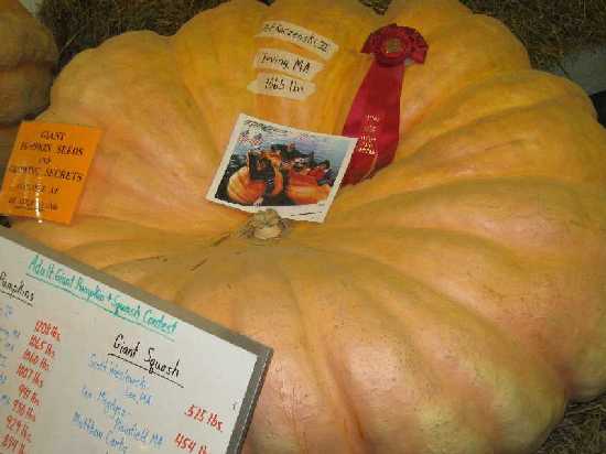 10-1 giant pumpkin