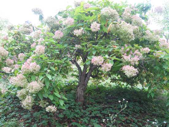 FHill hydrangea pruned