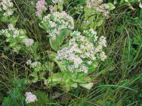 FHill sedum