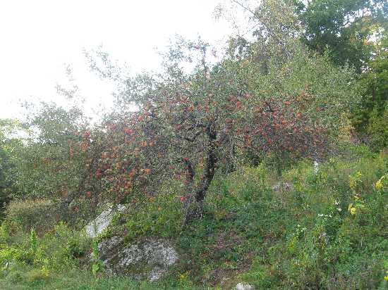 Fhill apple & ledge