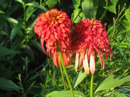 Papaya coneflower