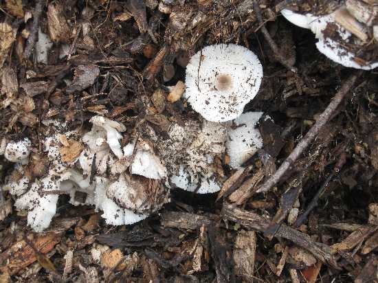 chips & mushroom
