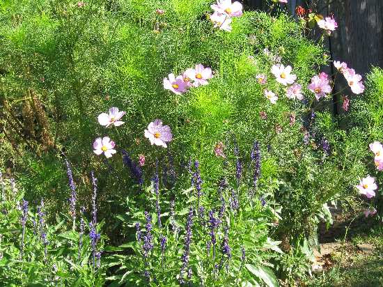 cosmos and salvia