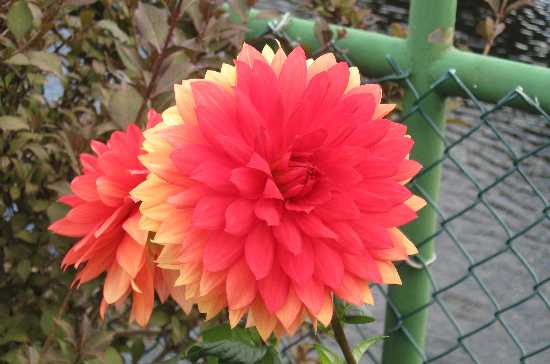 dahlia flame 9-5