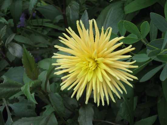 dahlia yellow 9-5