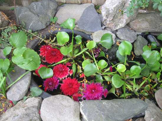 dahlias in water 9-5