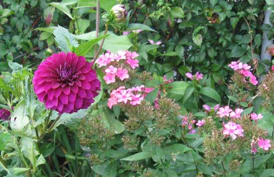 dahlias & phlox 9-5