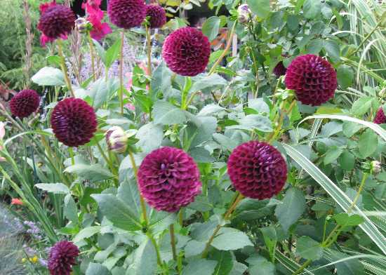 dahlias purple 9-5