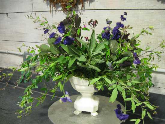 gloria's blue arjmt
