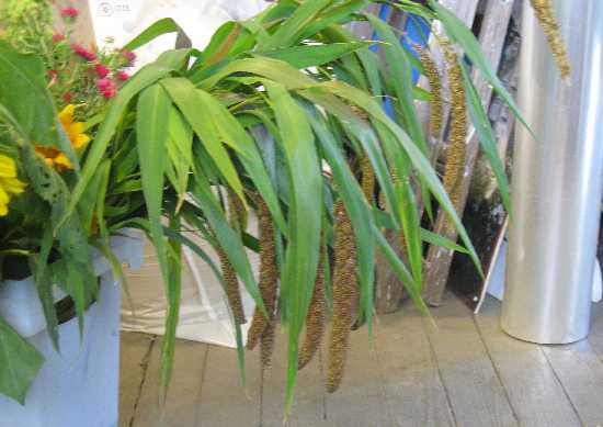 glorias millet