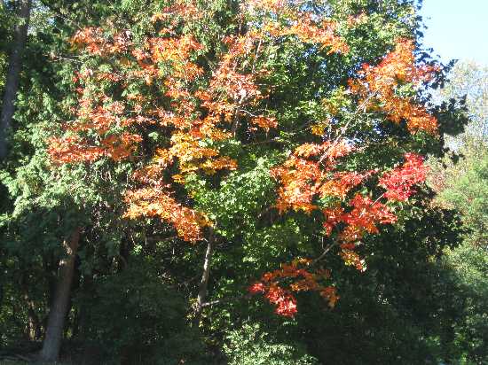 leaves turning