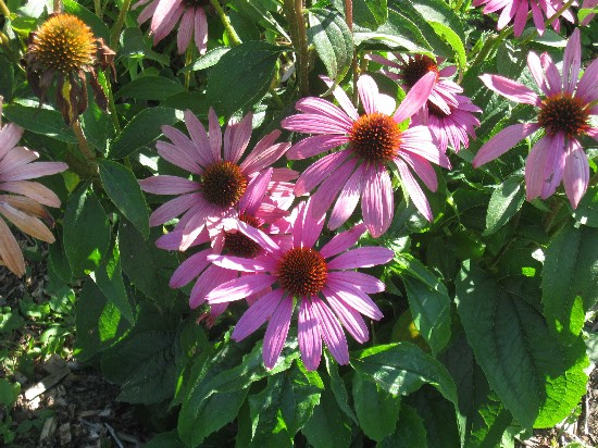purple coneflower