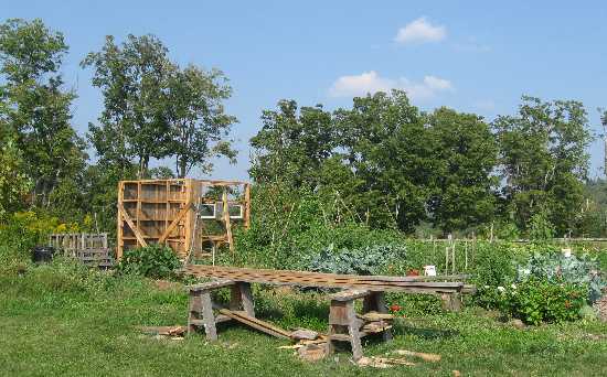 school veg garden