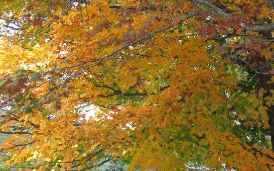 autumn gold