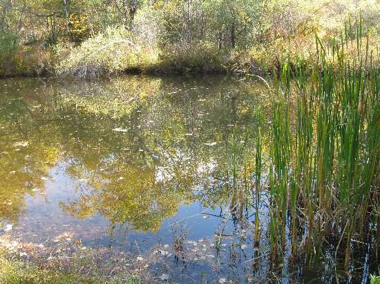 frog pond 10-12