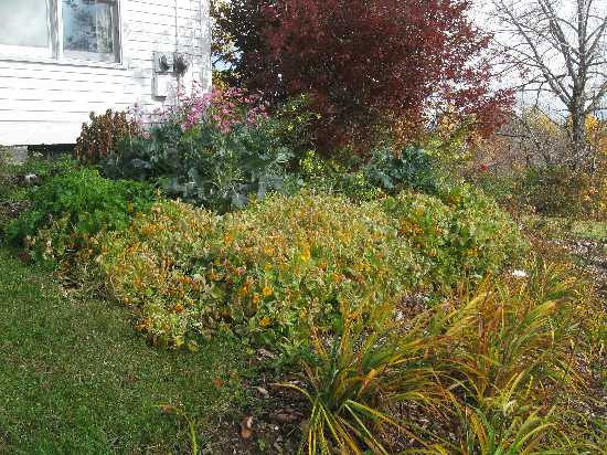 nastursiums 10-25