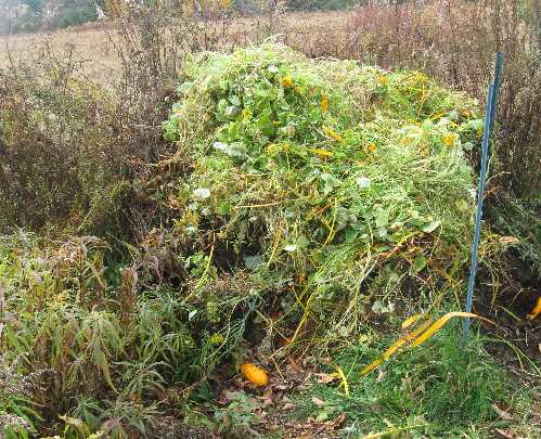 nastursiums compost