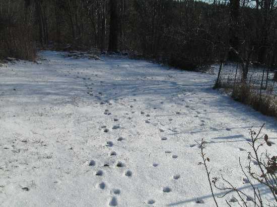animal tracks 12-18