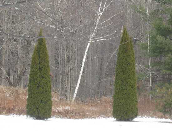 evergreen 3