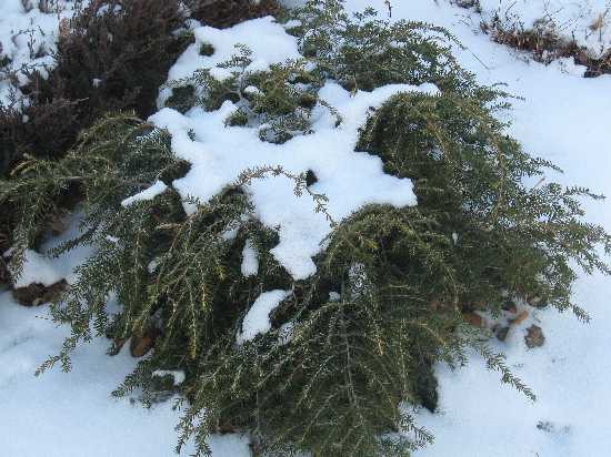 hemlock weeping