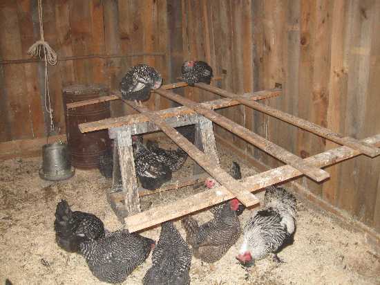 henhouse doug roost