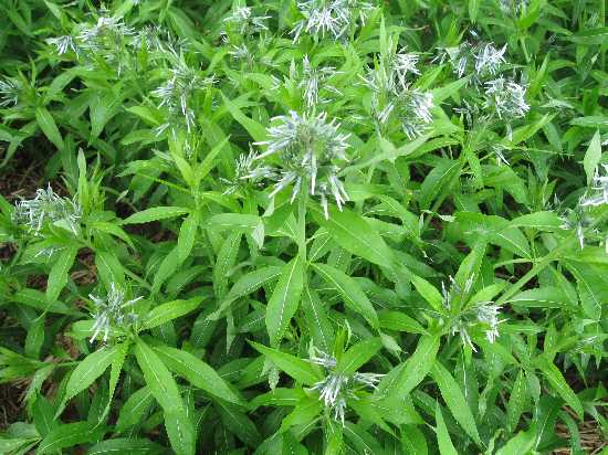 amsonia 5-3-10