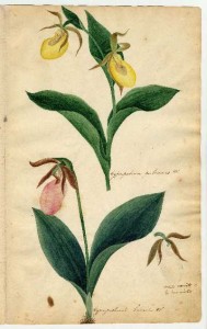 Ladyslippers