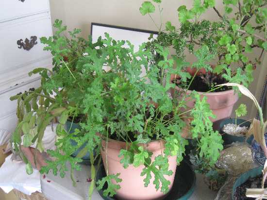 foliage geranium scented