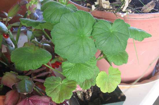 foliage geranium