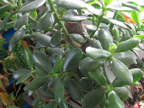 foliage jade tree