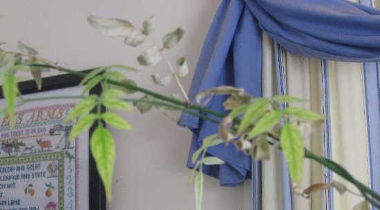 foliage jasmine