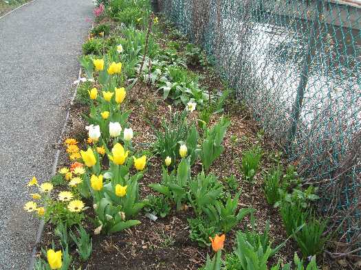 tulips 4-27