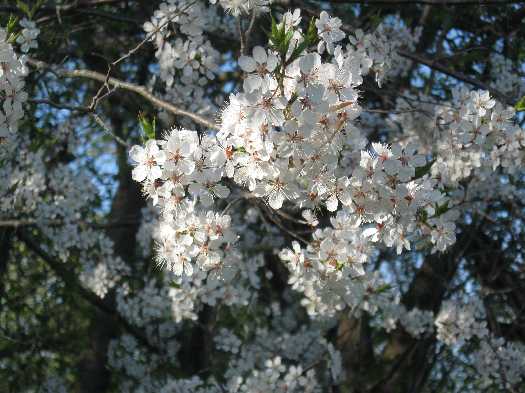 5-11-11 cherry blossoms wild