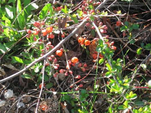 5-11-11 cotoneaster