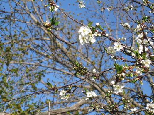 5-15-11 cherry blossoms1