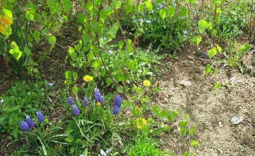 5-15-11 muscari