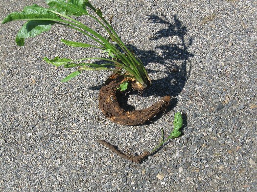Horseradish roots