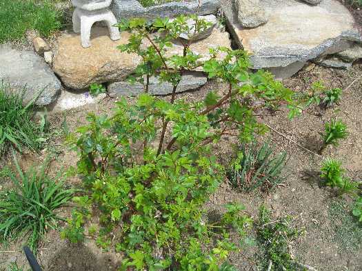 TA rose leafing out