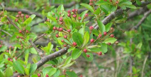 apple budding