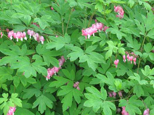 bleeding heart 5-24