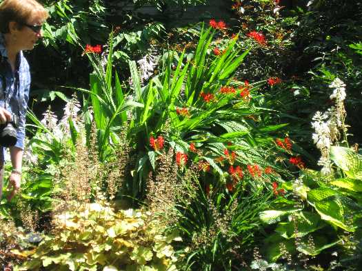crocosmia admired