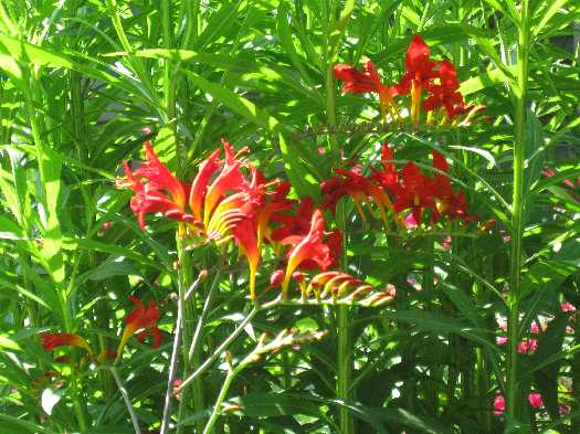 crocosmia