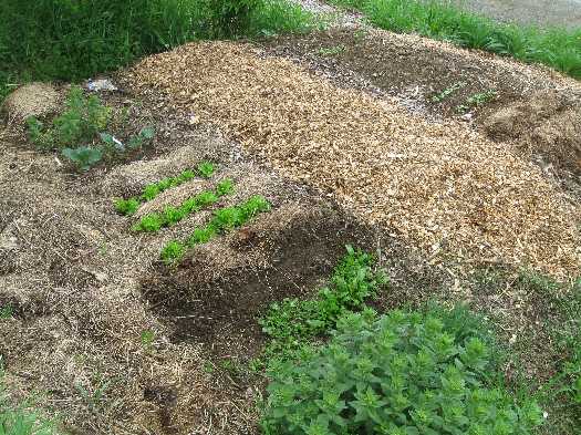 front garden 5-22