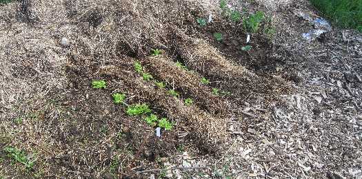 front garden 5-9