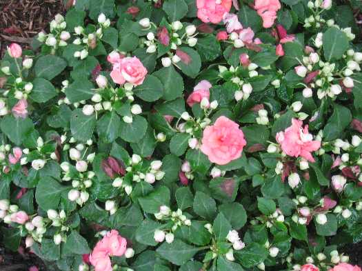 impatiens double