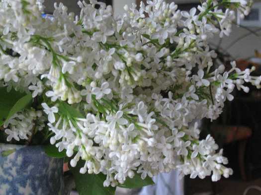 lilac close up